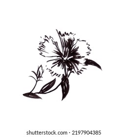 Blooming Carnation, Graphic Black And White Drawing, Botanical Sketch