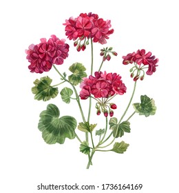Blooming geranium.  Floral hand drawn watercolor illustration with pink flowers and leaves on a white background.