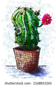 Blooming globular cactus in