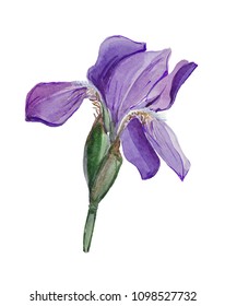 1,129 Iris leaf spot Images, Stock Photos & Vectors | Shutterstock