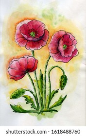 blooming red poppies watercolor drawing