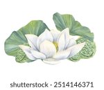 Blooming white lotus with green seed pod head, leaves watercolor illustration. Tropical Asian aroma Water lily flowers bouquet in realistic style. For greeting, invitation, cosmetic design