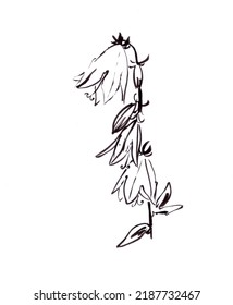 Blooming Wild Bluebells, Graphic Black And White Drawing