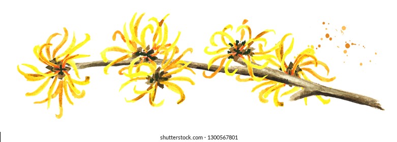 Blossoming Branch Of A Witch Hazel Medicinal Plant Hamamelis. Watercolor Hand Drawn Illustration, Isolated On White Background