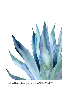 Blue Agave Plant. Watercolor Illustration On White. 