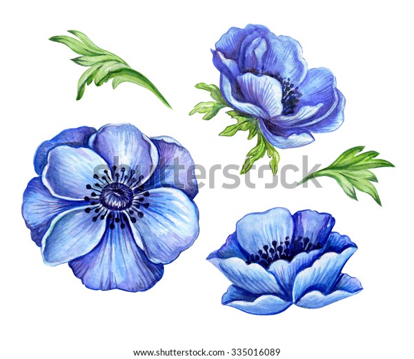 白い背景に青いアネモネの花の詳細 花柄のデザインエレメント 手描きの水彩イラスト のイラスト素材