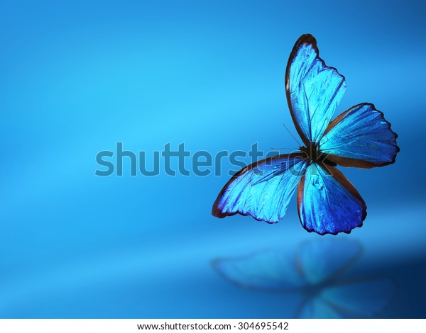 Blue Background Butterfly Stock Illustration 304695542 | Shutterstock