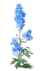 Blue Bee Larkspur With Buds And Leaves Isolated On A White Background. Beautiful Realistic Botanical Illustration. It Will Look Good On Congratulations, Invitations, Cards, Prints And Other .