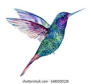 blue bird Hummingbird.watercolor illustration on an isolated white background