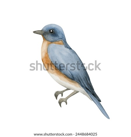 Blue bird with red breast in vintage style. Watercolor illustration hand painted isolated on white background for print, label, poster or wallpaper. Excellent in home decor.