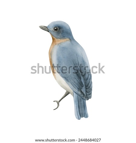 Blue bird with red breast in vintage style. Watercolor illustration hand painted isolated on white background for print, label, poster or wallpaper. Excellent in home decor.