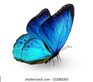 Blue Butterfly , Isolated On White