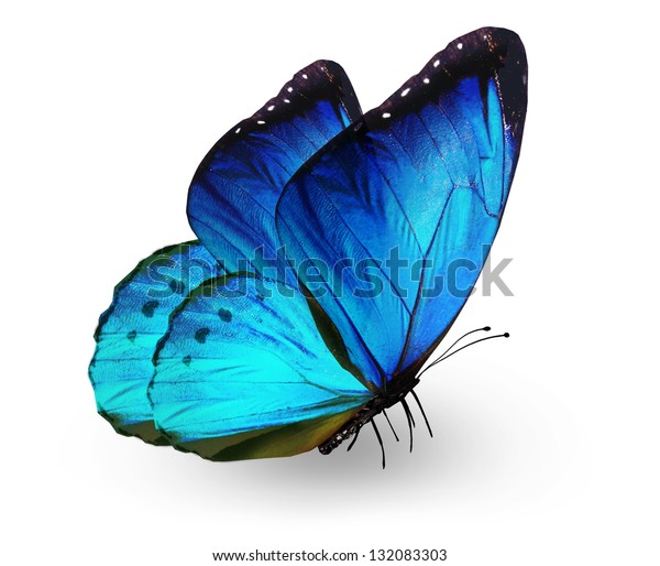 白い背景に青い蝶 のイラスト素材
