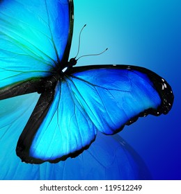 99,458 Blue butterfly black background Images, Stock Photos & Vectors ...