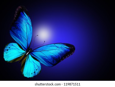 3,901 Isolated Dark Blue Butterfly Images, Stock Photos & Vectors 