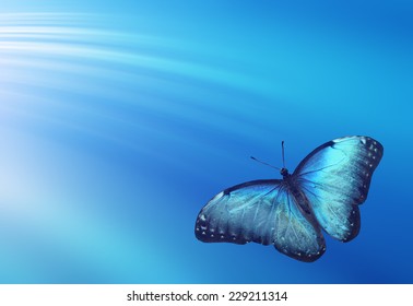 Blue butterfly on dark blue background - Shutterstock ID 229211314