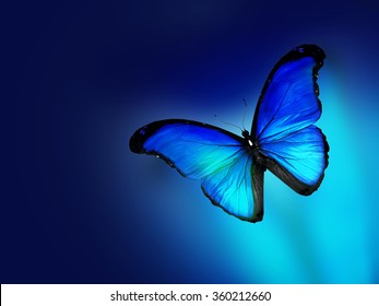 14,218 Dark blue butterfly Images, Stock Photos & Vectors | Shutterstock