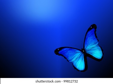 3,901 Isolated dark blue butterfly Images, Stock Photos & Vectors ...