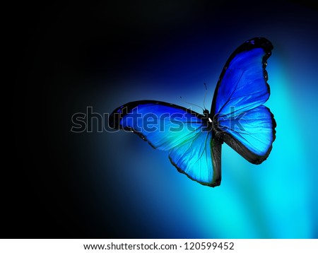 Blue Butterfly On Dark Blue Background Stock Illustration 120599452