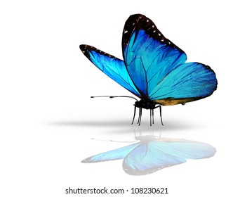 Blue Butterfly On White Background