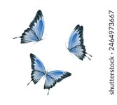 Blue butterfly set. Elegant realistic Australian Ulysses Swallowtail moth. Watercolor illustration isolated on white background. Hand drawn insects bundle for cards, fabric designs, wallpaper patterns