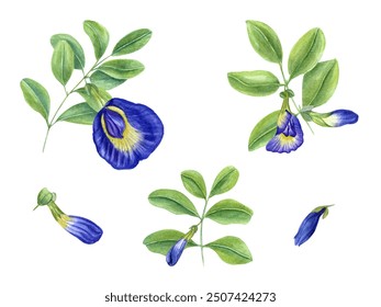 Blue clitoria ternatea in full bloom. Green leaves, flowers, buds and leaf. Bending branches of Asian plant. Butterfly pea flower. Watercolor illustration for cookbook design, menus - Powered by Shutterstock