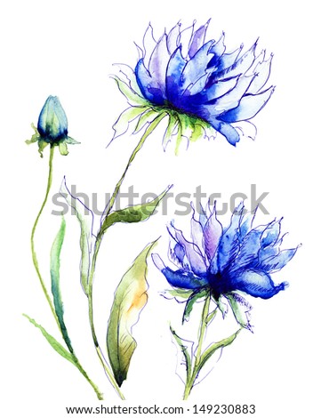 Blue Colored Cornflowers, watercolor illustration 