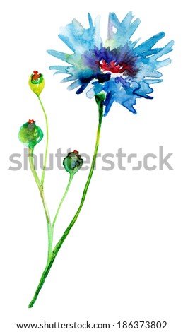 Blue Colored Cornflowers, watercolor illustration