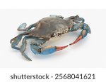 Blue crab fresh isolated 3d render 