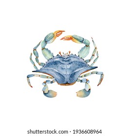 Crab Watercolor