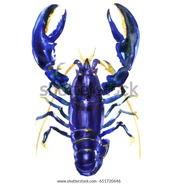 Blue Crayfish Lobster Procambarus Alleni Electric Stock Illustration