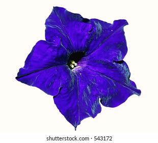 Blue flower macro