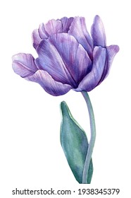 Blue Flower on an isolated white background. Watercolor illustrations. Purple tulips