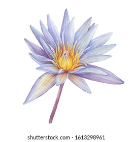 Blue flower sacred lotus symbol of India (water lily). Watercolor hand drawn painting illustration isolated on white background.
