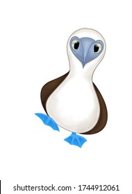 blue footed booby 
