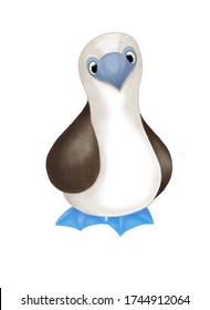 blue footed booby 