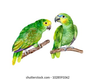 Blue fronted Amazon parrot isolated on white background. Green Parrot. Illustration. Watercolor. Template