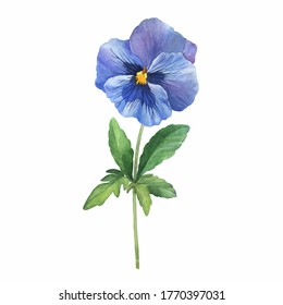 The Blue Garden Bicolor Pansy Flower (Viola Tricolor, Arvensis, Heartsease, Violet, Kiss-me-quick) With Leaves. Hand Drawn Botanical Watercolor Painting Illustration Isolated On White Background