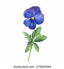 The Blue Garden Bicolor Pansy Flower (Viola Tricolor, Viola Bertolonii, Heartsease, Violet Kiss-me-quick With Leaves. Hand Drawn Botanical Watercolor Painting Illustration Isolated On White Background