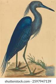 The Blue Heron (Ardea coerulea) (published 1731-1743) by Mark Catesby. Vintage animal illustration. Vintage artwork of animal, art illustration.