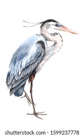 Blue Heron Bird Watercolor Illustration Hand Paint. White Isolated Background