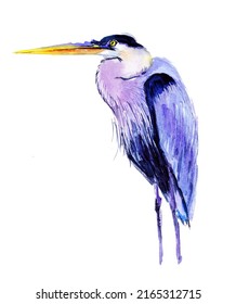 Blue Heron Bird Watercolor Illustration. Hand Drawn Realistic. Isolated Bird On White Background. ClipArt, DIY, Scrapbooking Elements. Bird Painting