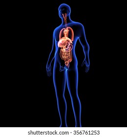 Blue Human Body Organs