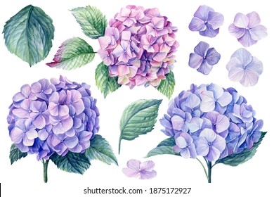 Blue Hydrangea Flowers, Branches And Leaves, Watercolor Painting