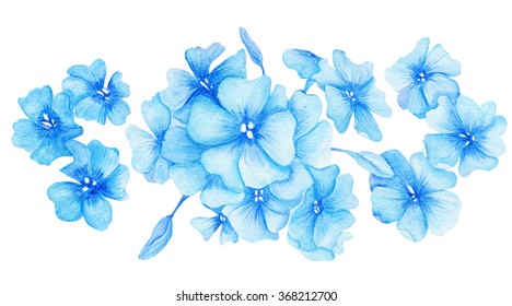 Blue Hydrangea Watercolor Illustration | Hand-painted botanical painting with phlox isolated on white background