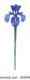 Blue Iris Flower With Clipping Mask , Isolated Flower