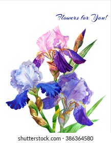 Blue irises. Hand painted watercolor flowers. Botanical elements for illustrations and greeting cards