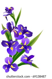 Blue irises. Raster version. Vector version is in my gallery.