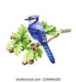 Blue Jay Bird On The Oak Tree Branch. Watercolor Illustration. Hand Drawn Forest, Park, Backyards Wildlife Bird. Blue Jay Perched On The Oak Ranch With Acorns. White Background