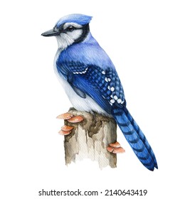 Blue jay bird on the tree stump. Real watercolor illustration. Hand drawn cyanocitta cristata forest wildlife avian. Blue jay common North American bird. White background